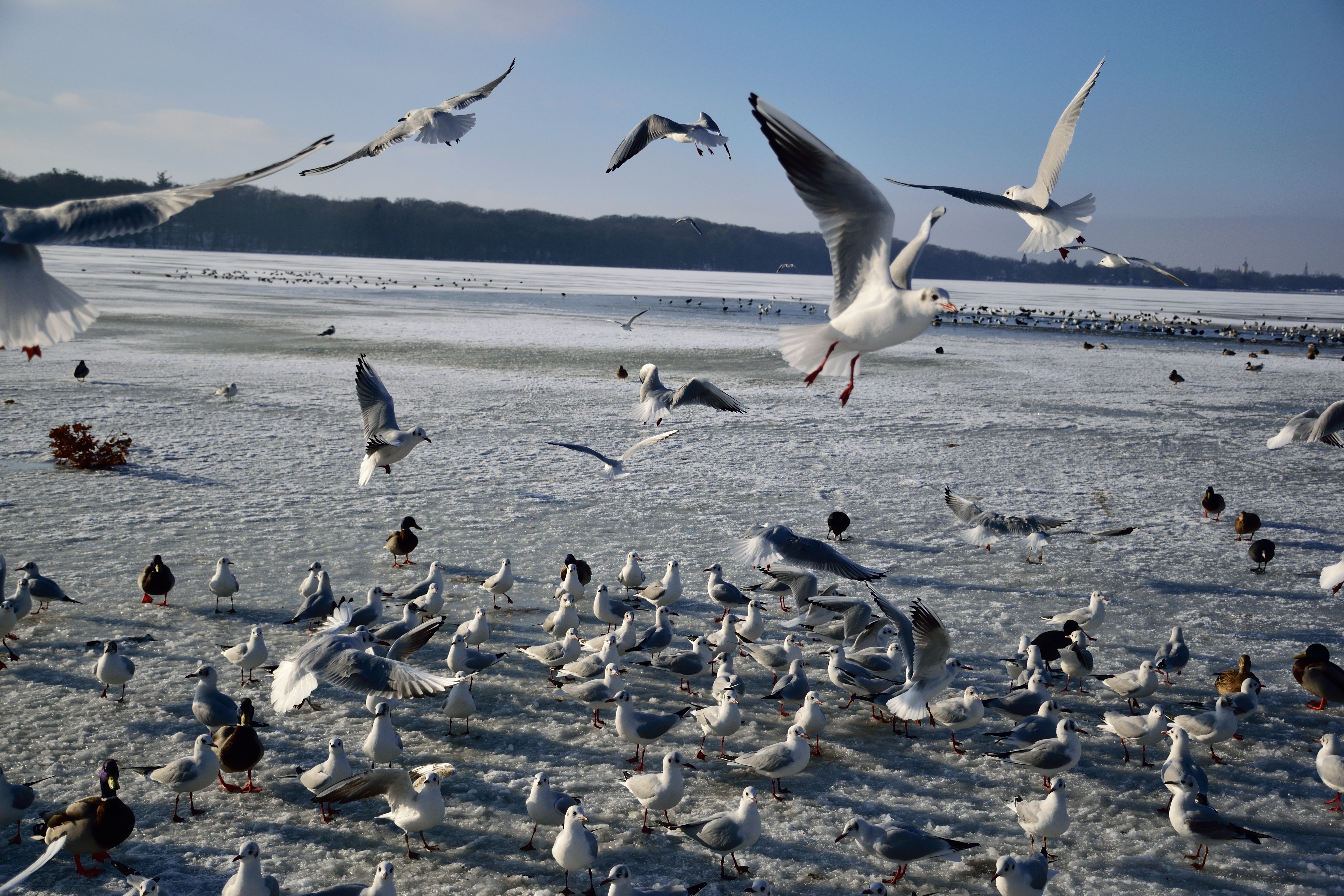 DSC_0075_01.JPG