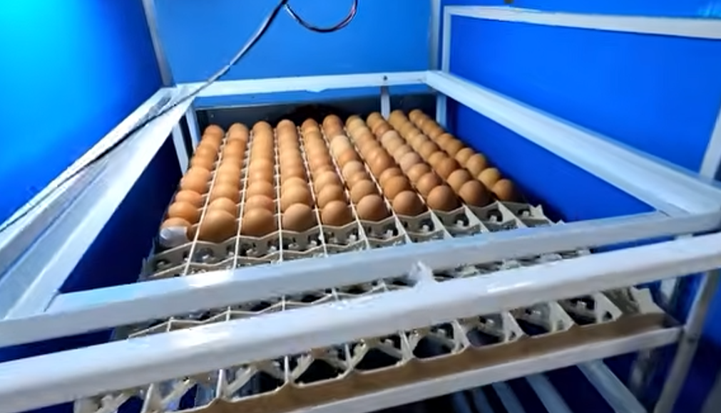 Дезинфекция инкубатора бактерицидной лампой (инфракрасной).от укладываем яйца.