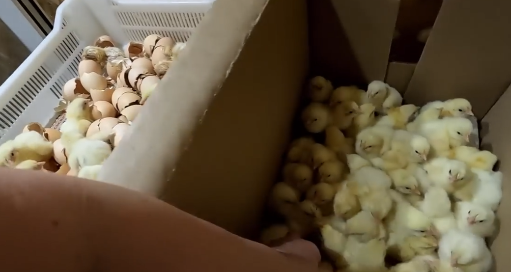 Вот и первые бройлеры!!!