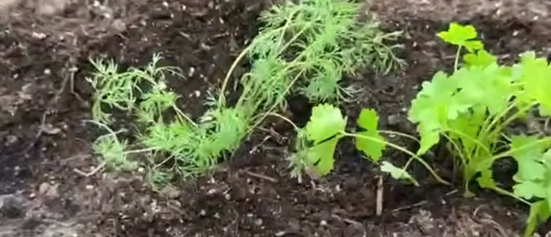 Укроп и петрушка в теплицу рассадой