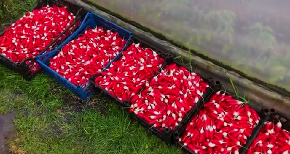 Screenshot_204.png