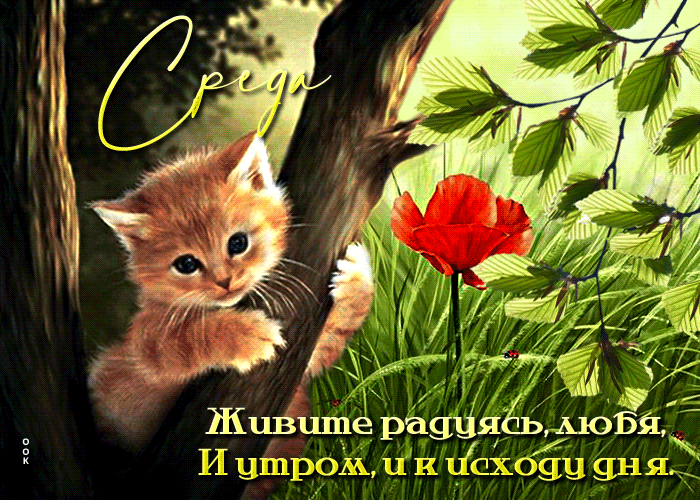 sharePostcardgif-radostnaya-i-scastlivaya-otkrytka-s-kotenkom-sreda-157913.gif