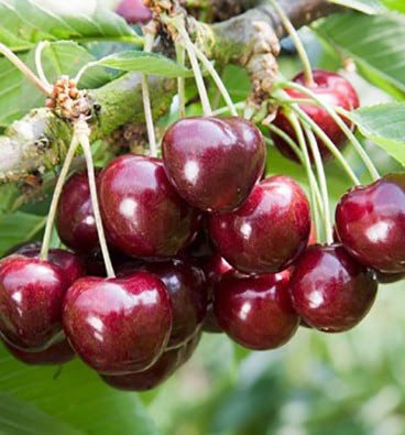 prunus-avium2.jpeg