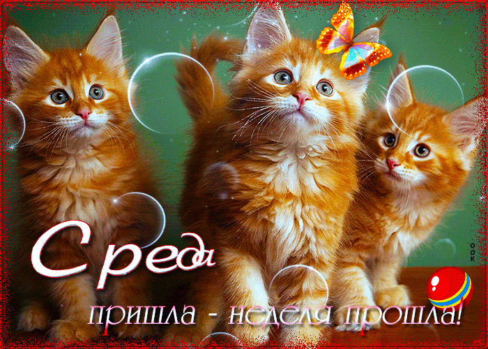 sharePostcardgif-pozitivnaya-kartinka-so-sredoy-63588.gif