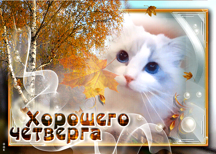 IMG_20260924_074848_572.gif