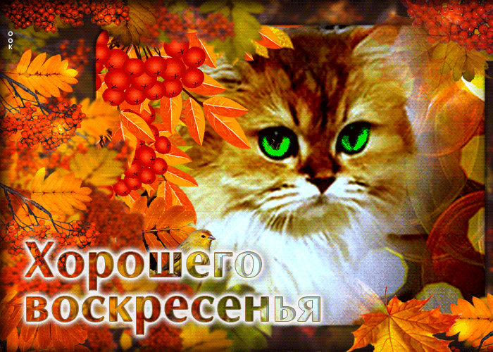 IMG_20261004_090157_653.gif
