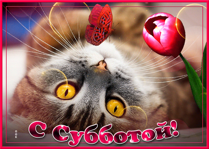 sharePostcardgif-otkrytka-s-subbotoy-s-kotikom-63153.gif